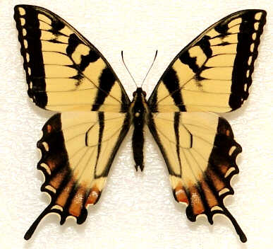 Papilio canadensis (abberant 212) (Internet Image property of respective owner, non-commercial use only)